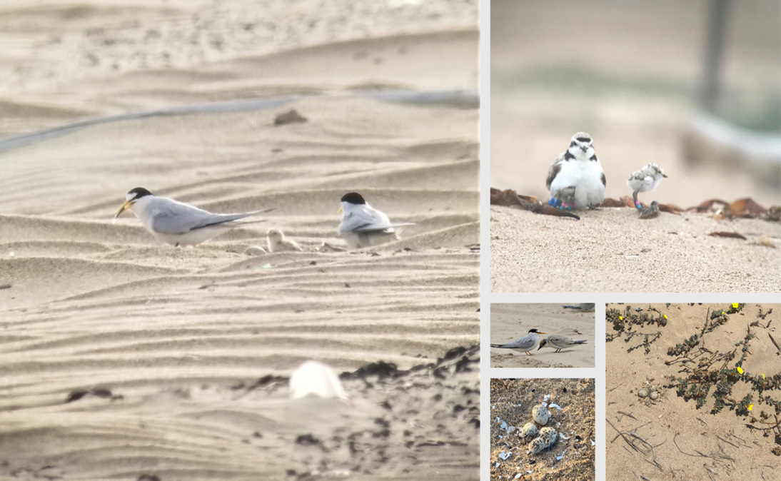 Photo frame of adult and chick Western Snowy Plovers and California Least Terns in nesting habitat